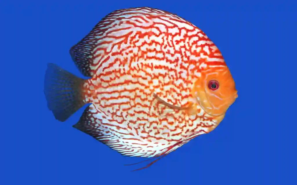 Checkerboard Discus