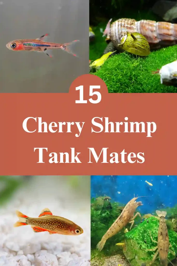 Cherry Shrimp Tank Mates