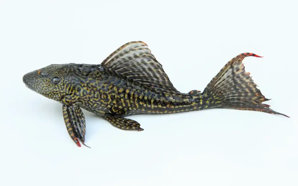 Common Pleco