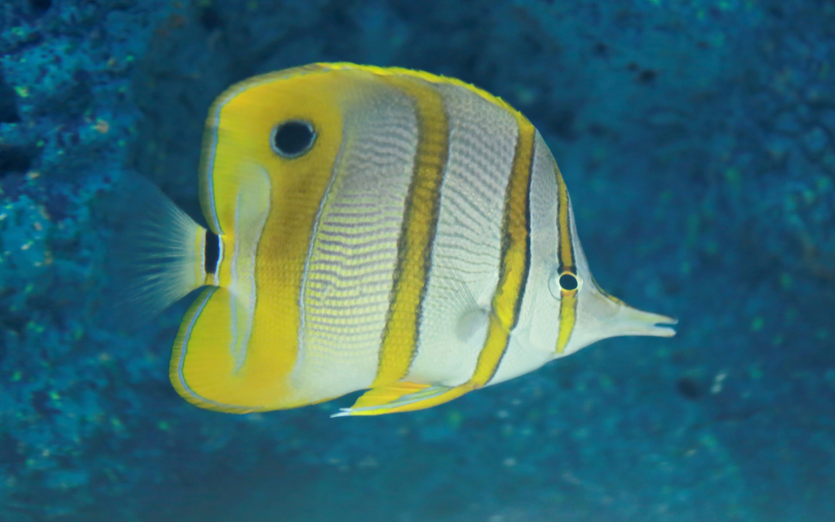 Copperband Butterflyfish