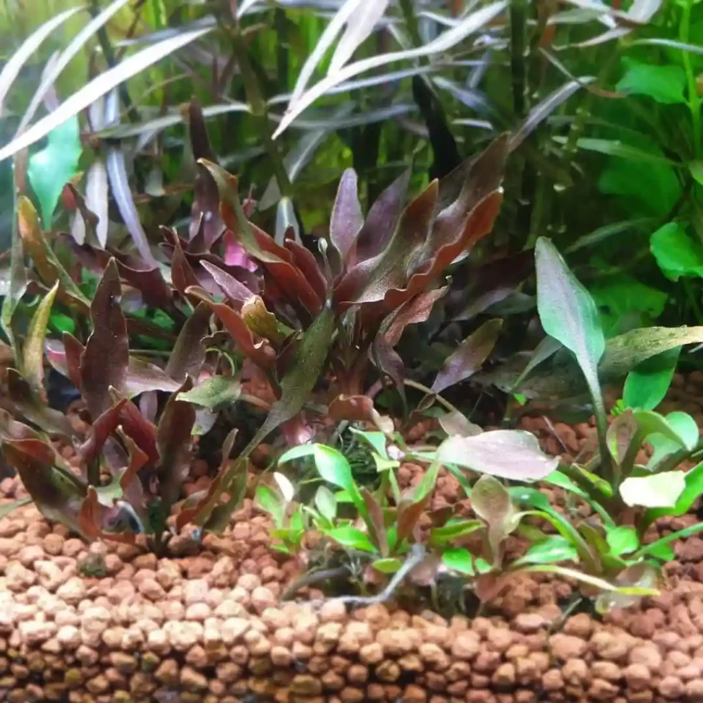 Cryptocoryne Lutea