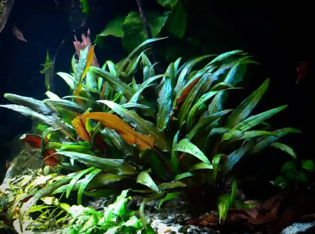 Cryptocoryne Wendtii