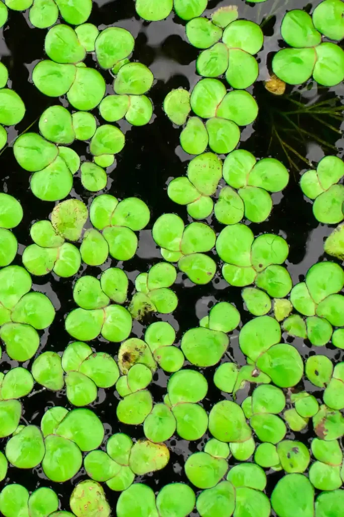 Duckweed