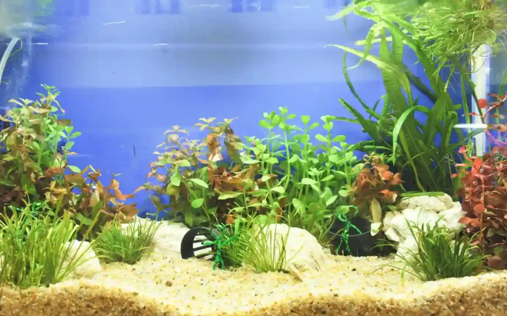 Dutch Aquascaping