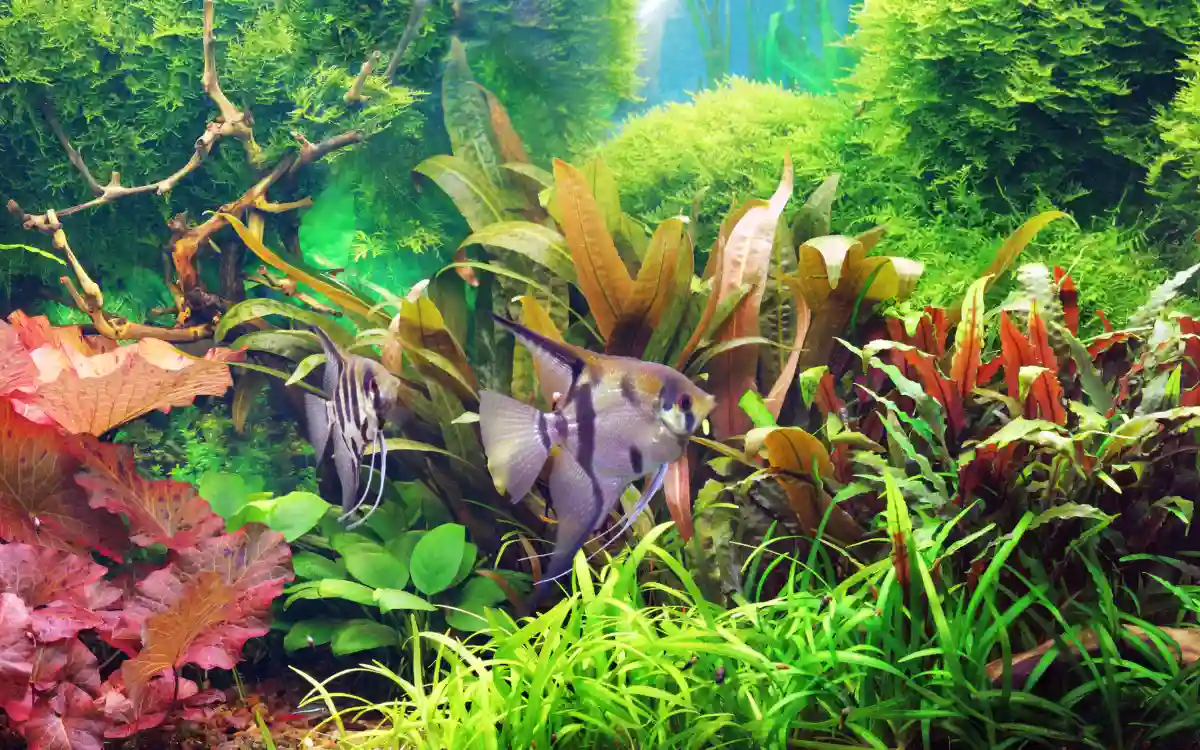 Dutch Aquascaping Style: Techniques and Plant Selection for Beginners