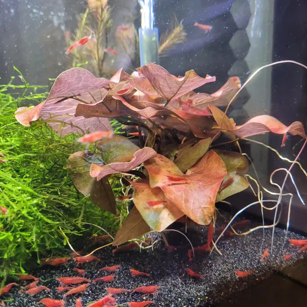 Dwarf Aquarium Lily