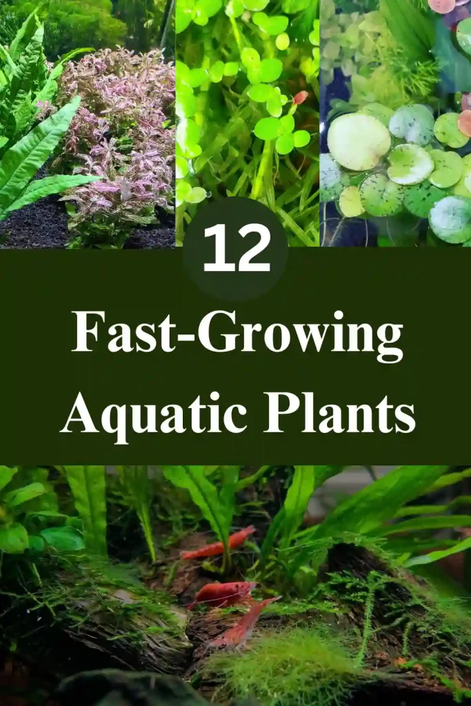 Fast Growing Aquatic Plants