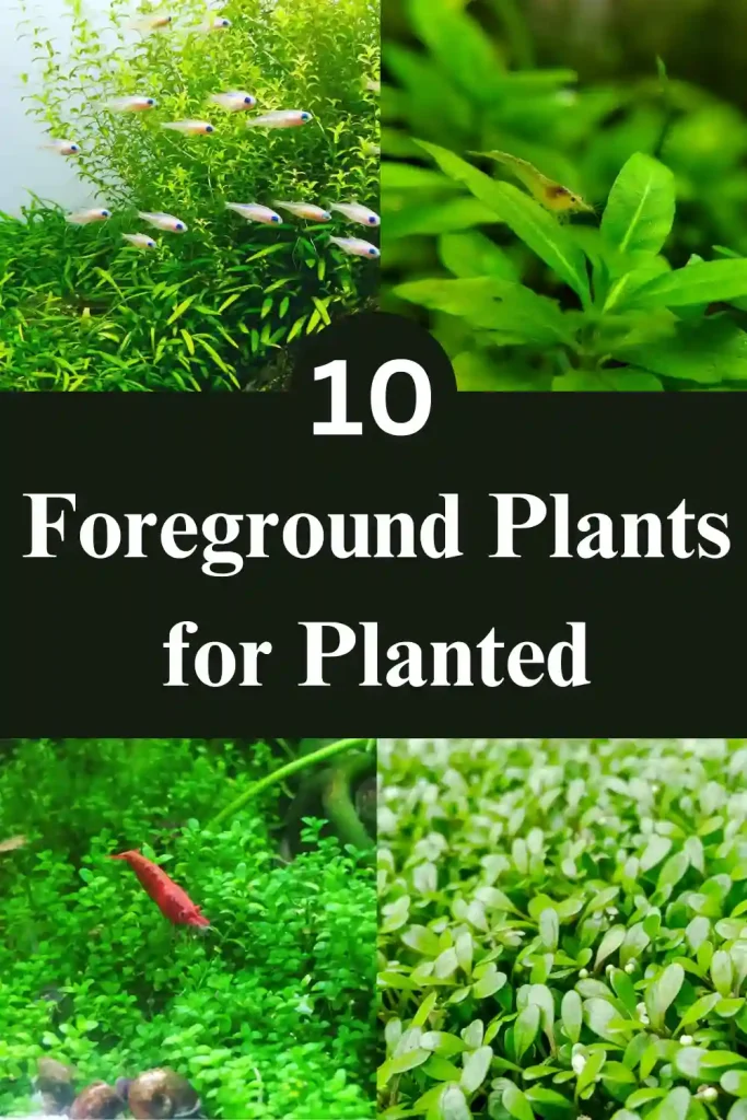 Foreground Plants for Planted