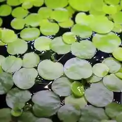 Frogbit