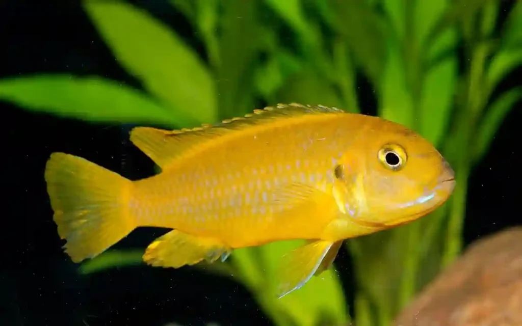 Geophagus altifrons