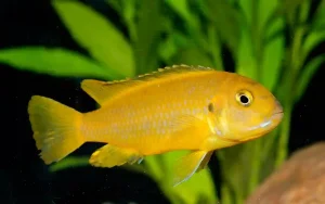 Geophagus altifrons