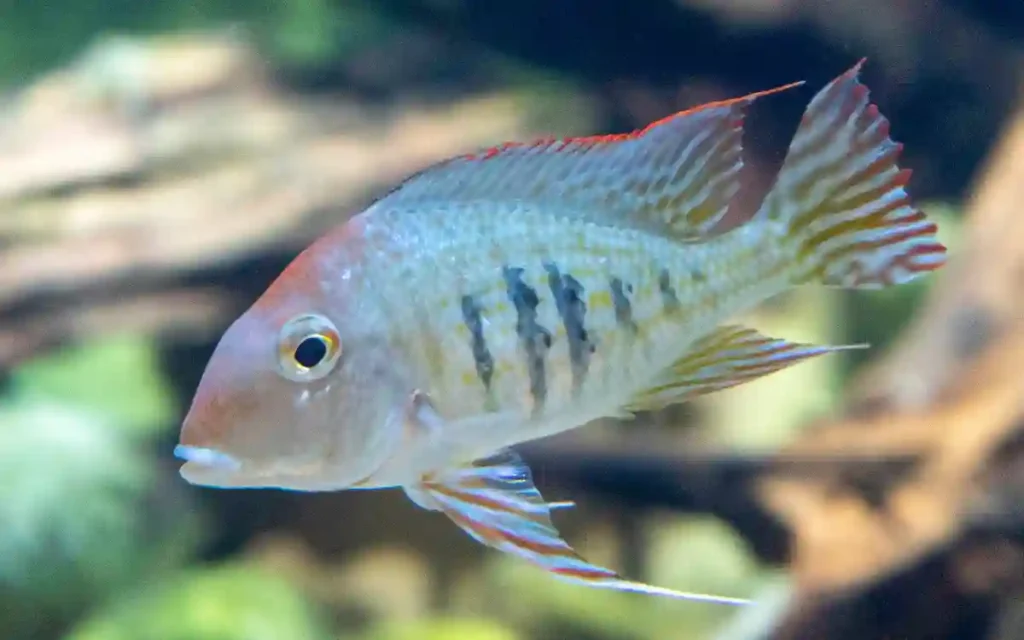 Geophagus dicrozoster