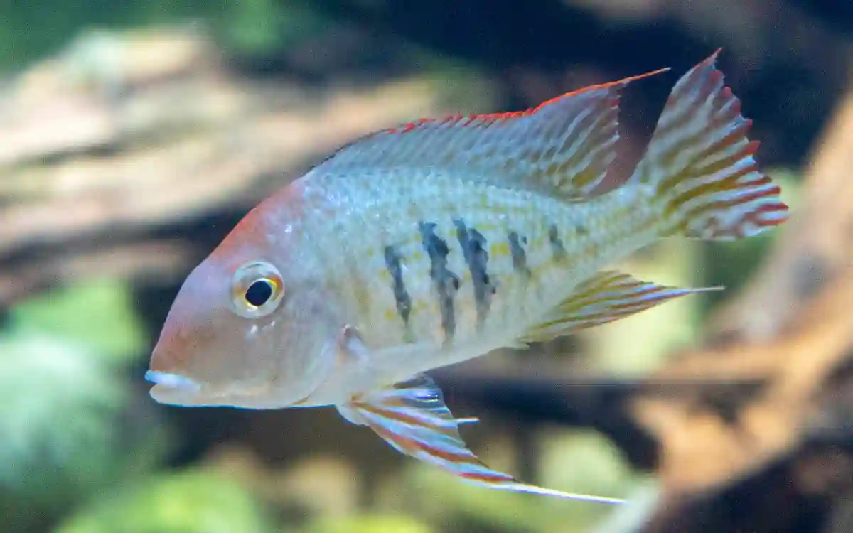 Geophagus dicrozoster
