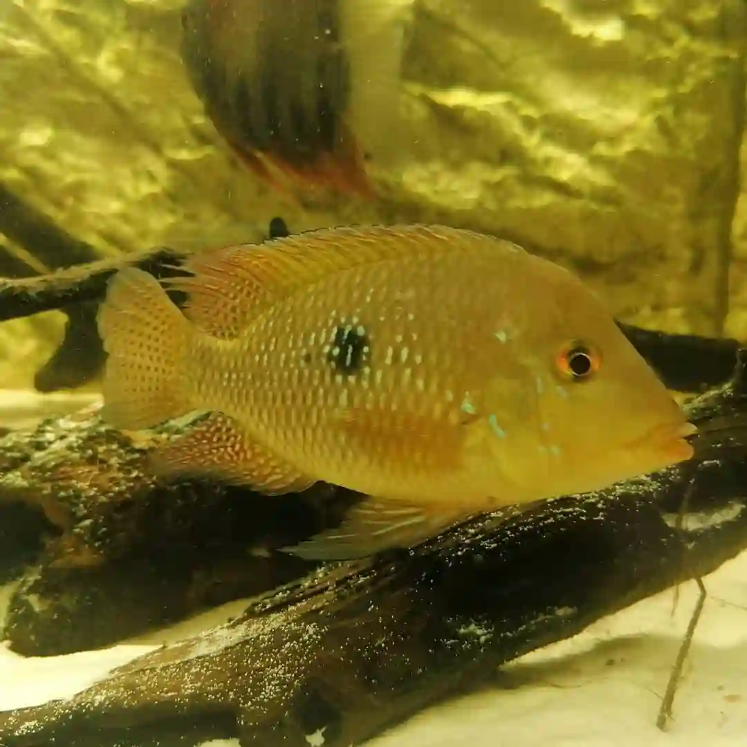 Geophagus iporangensis