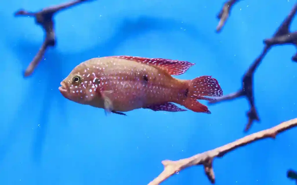 Geophagus megasema