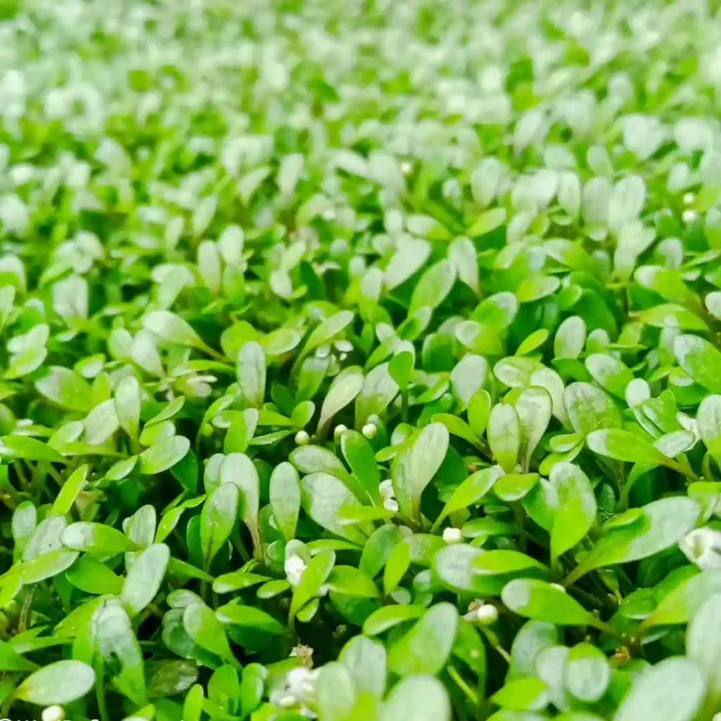 Glossostigma elatinoides