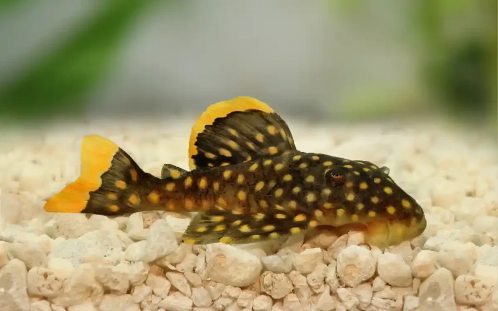 Gold Nugget Pleco