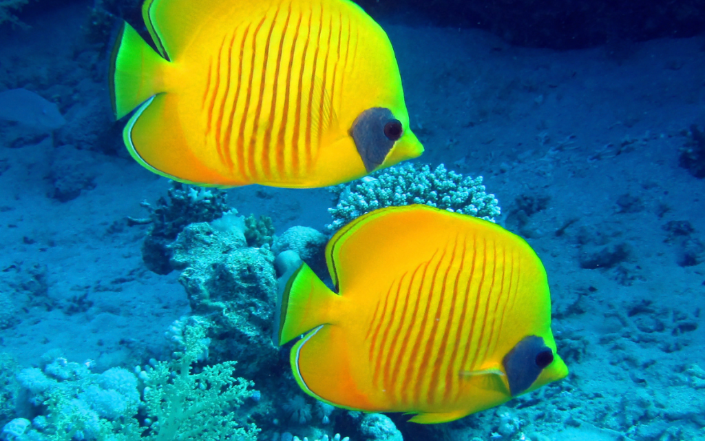 Golden Butterflyfish