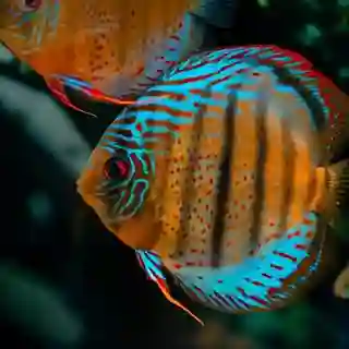 Green Discus