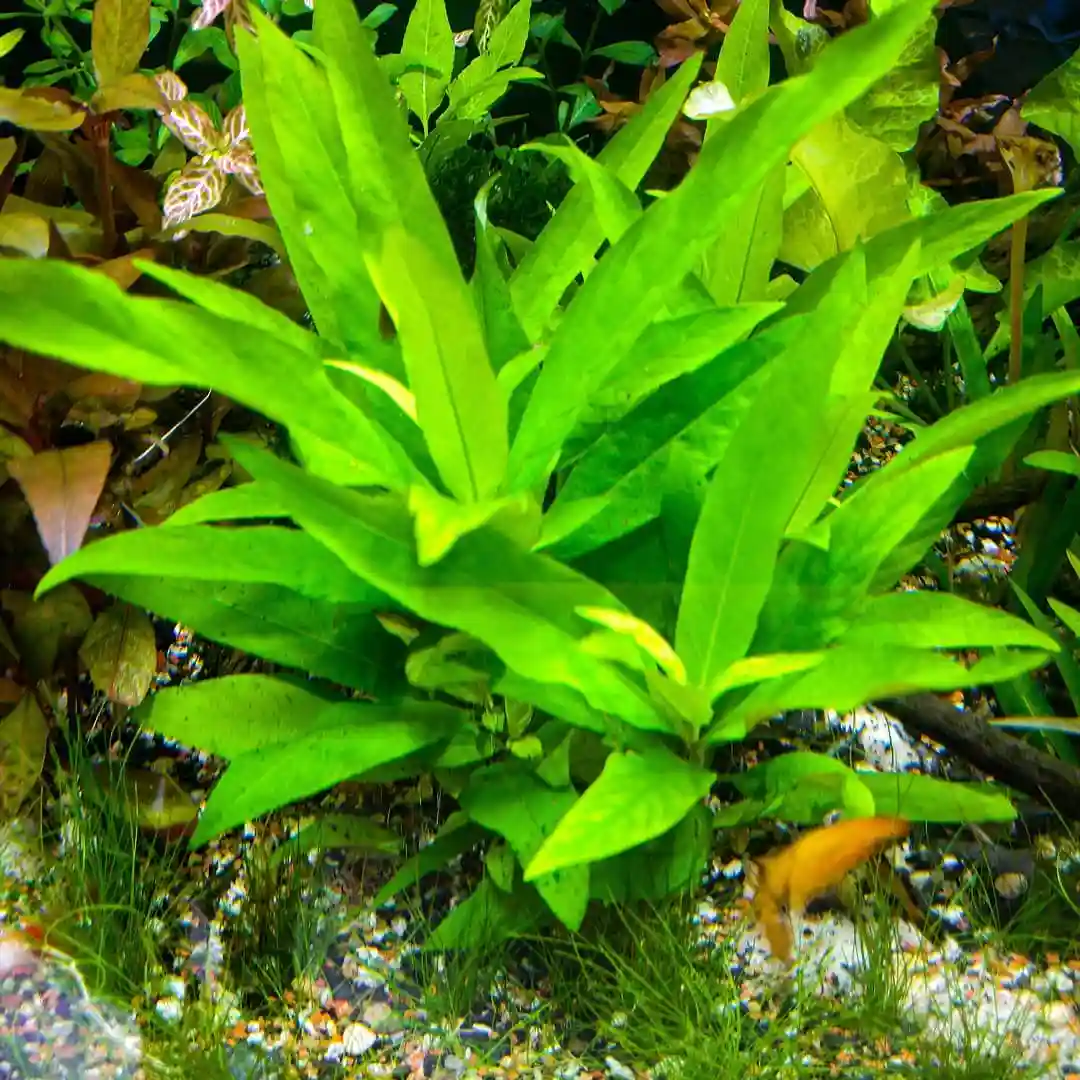 Hygrophila corymbosa