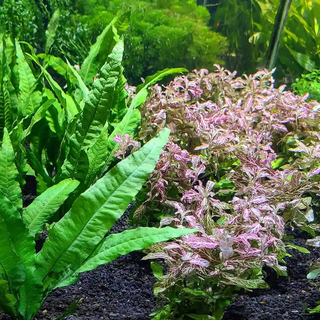 Java Moss