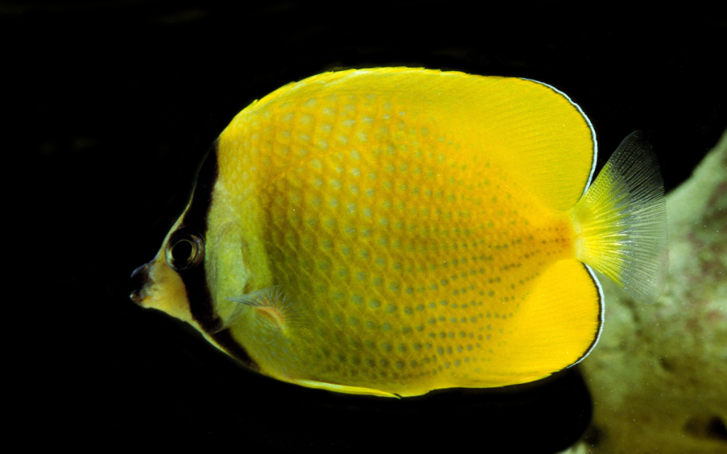 Kleins Butterflyfish