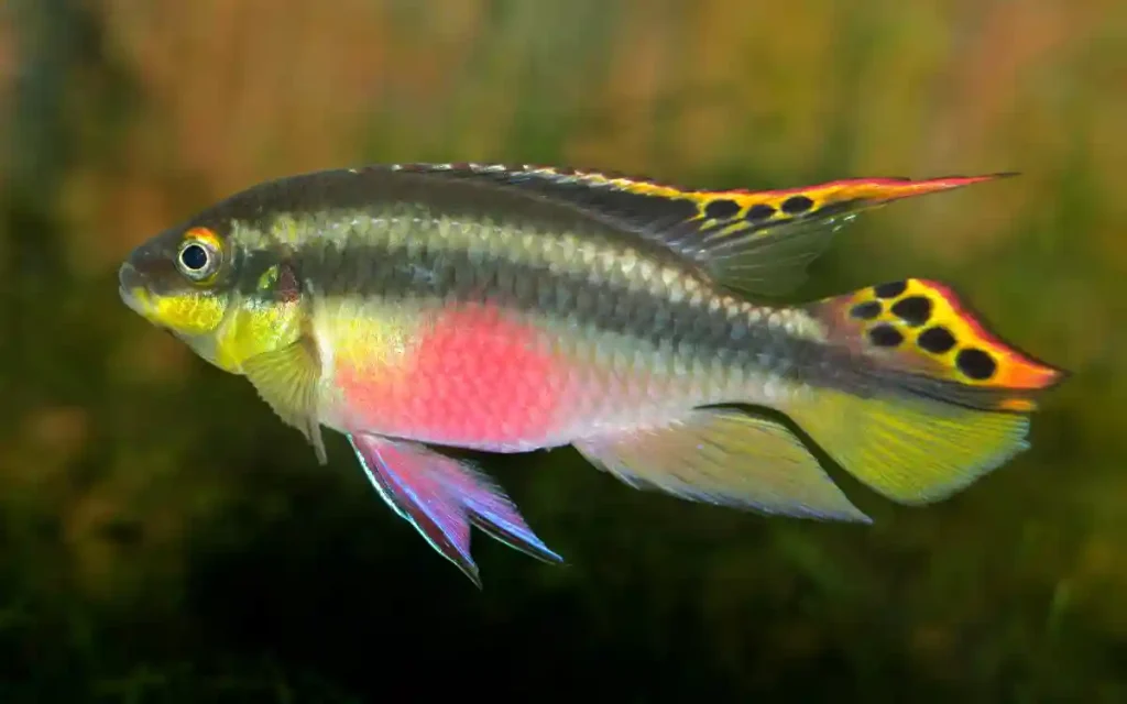 Kribensis Cichlids