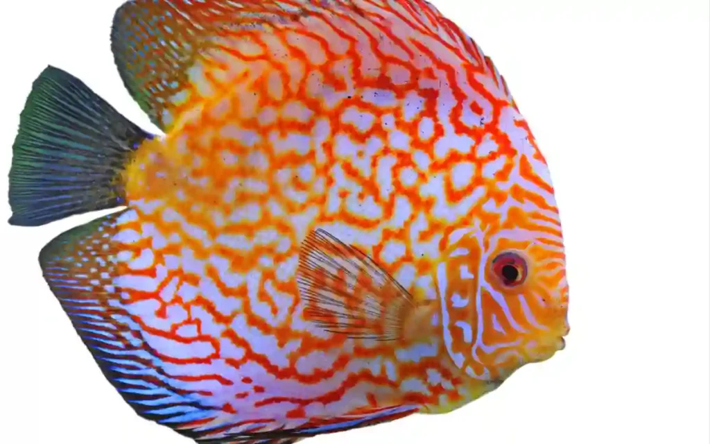 Leopard Discus