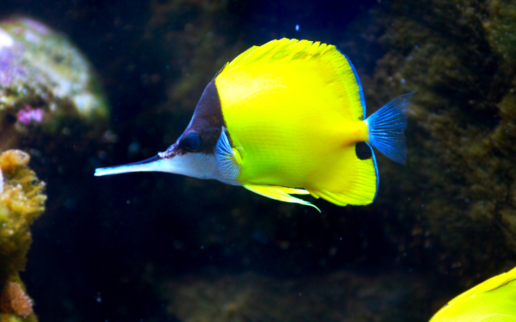 Longnose Butterflyfish