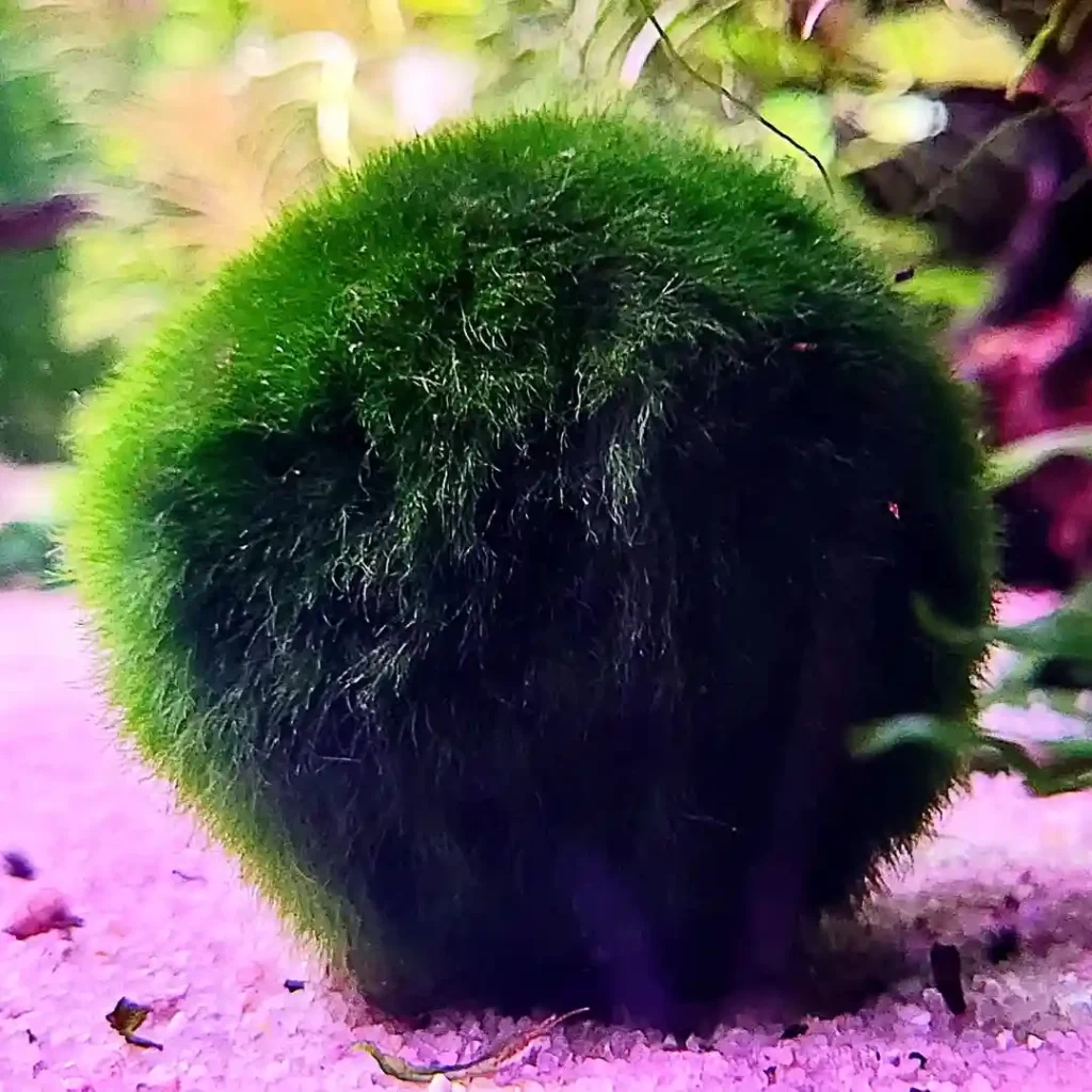 Marimo Moss Ball