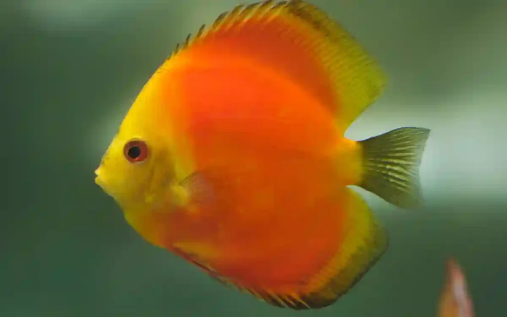 Marlboro Red Discus