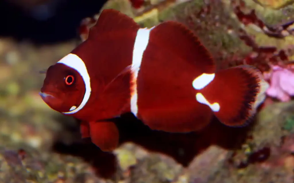 Maroon Clownfish