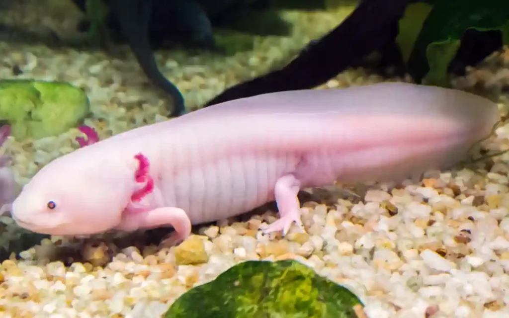 Maxican Axolotls
