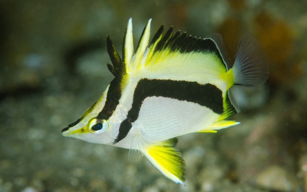 Mitratus Butterflyfish