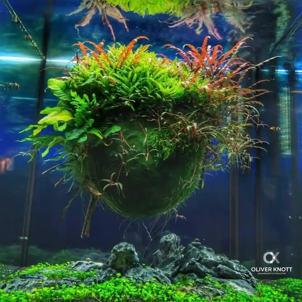 Moss Ball