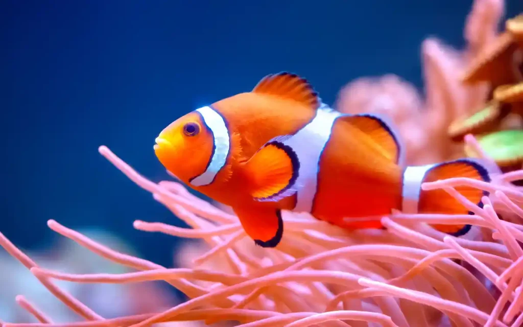 Ocellaris Clownfish