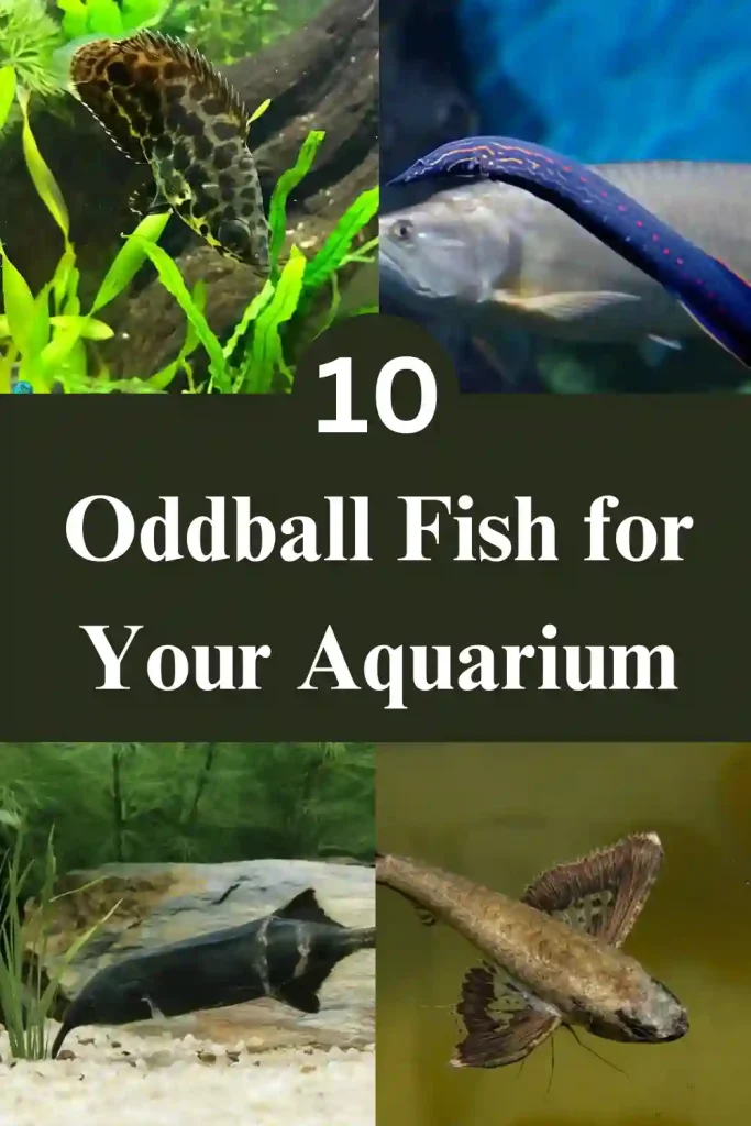 Oddball Fish for Your Aquarium