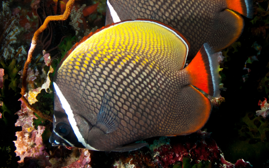 Pakistan Butterflyfish
