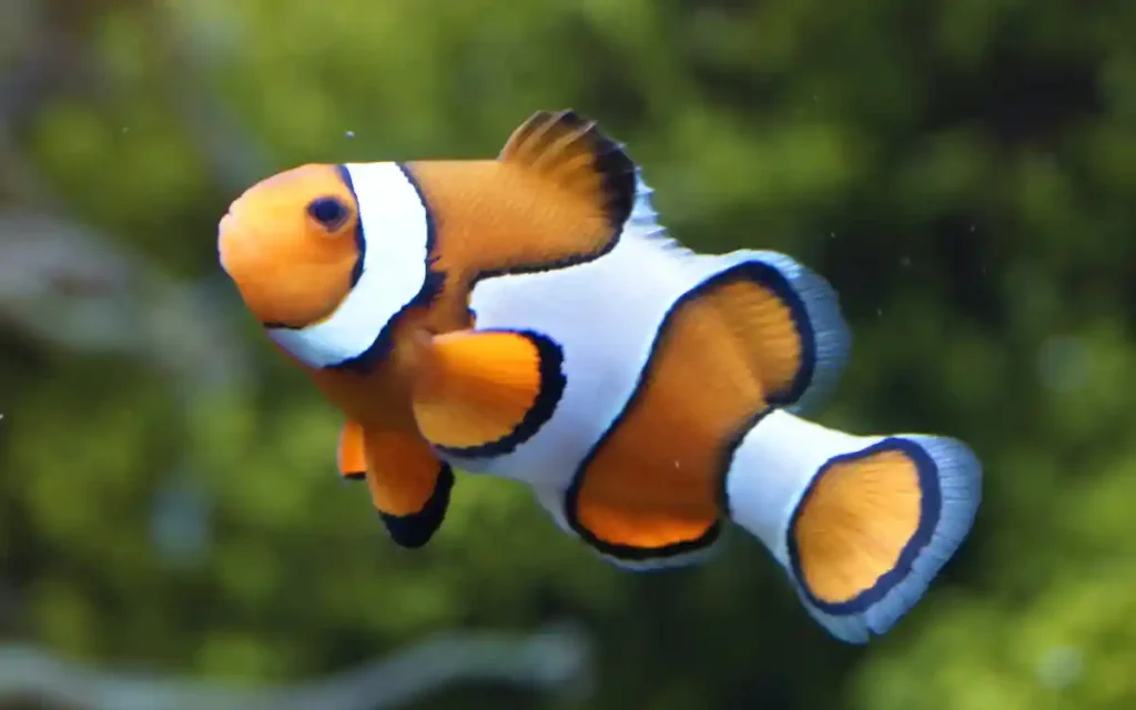 Percula Clownfish
