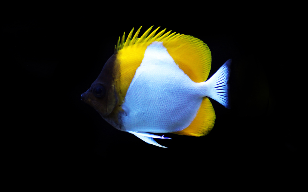Pyramid Butterflyfish