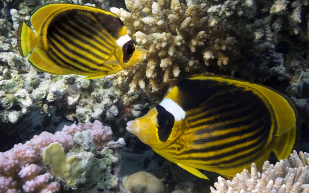 Raccoon Butterflyfish