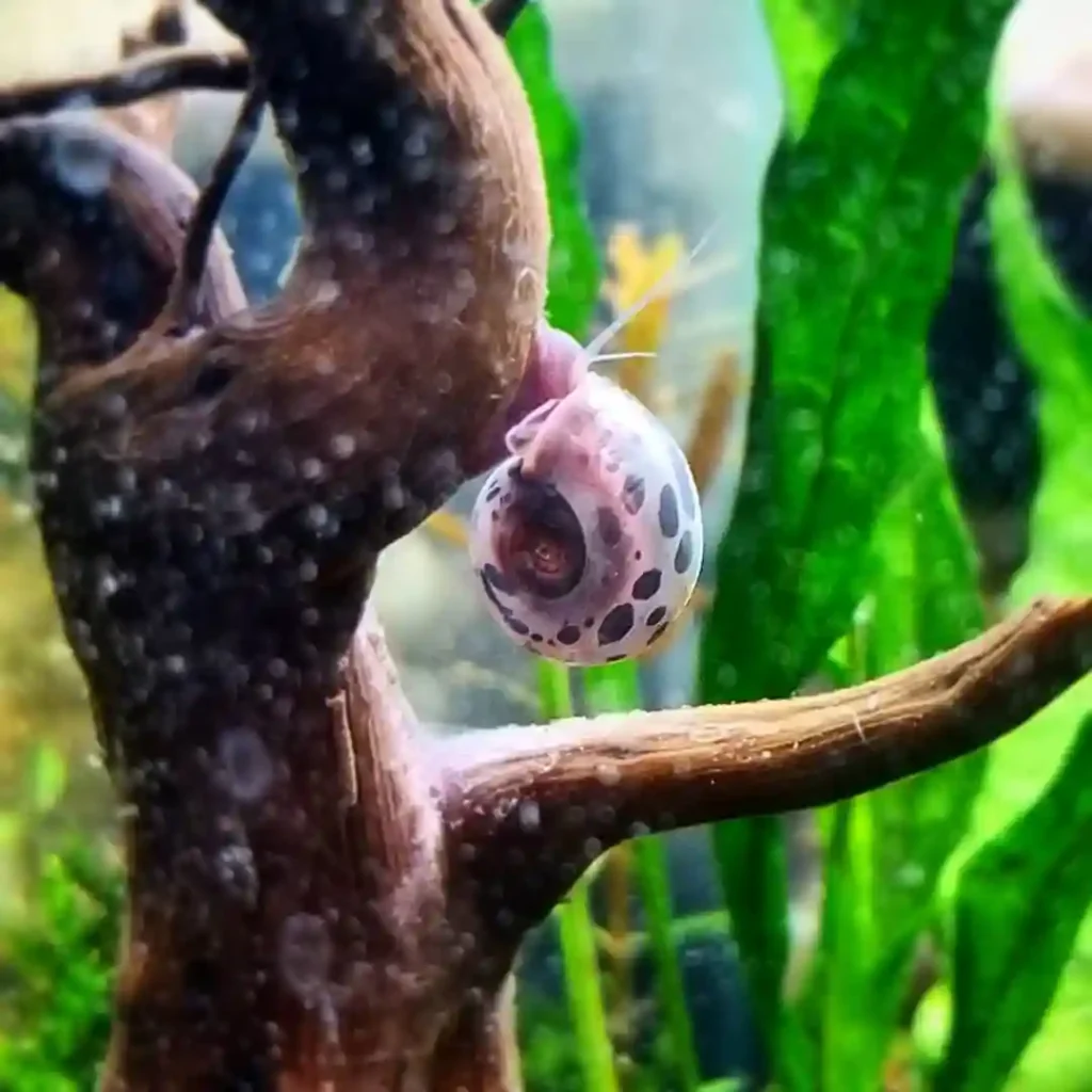 Ramshorn Snails