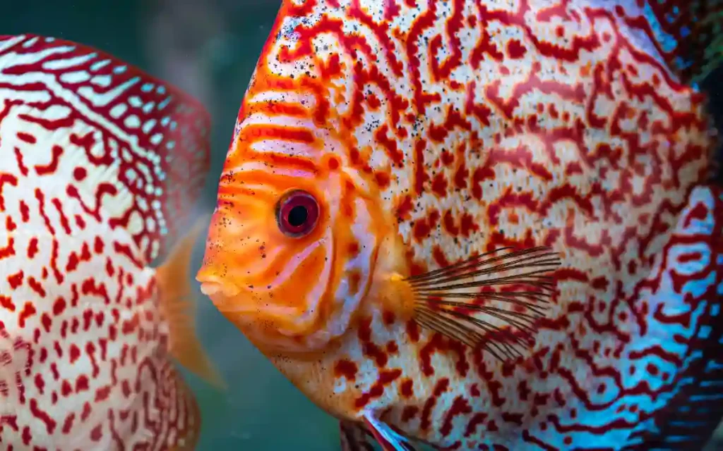 Red Turquoise Discus