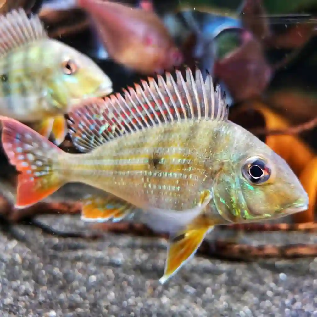 Redstriped Eartheater