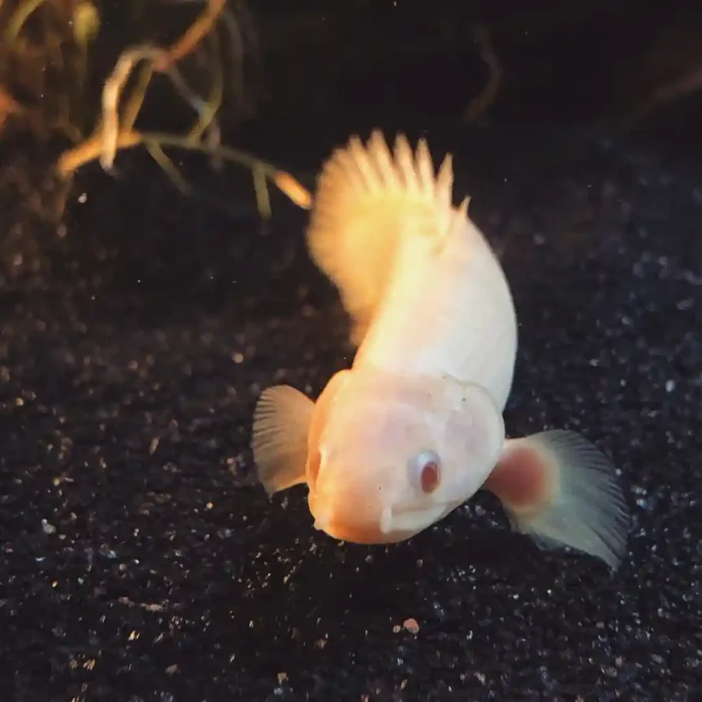 Senegal Bichir