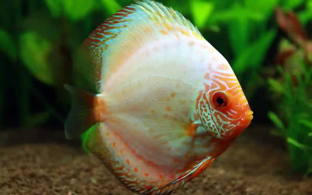 Snake Skin Discus