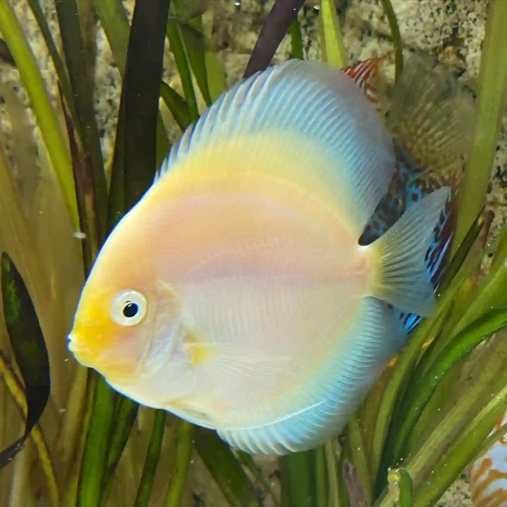 Snow White Discus