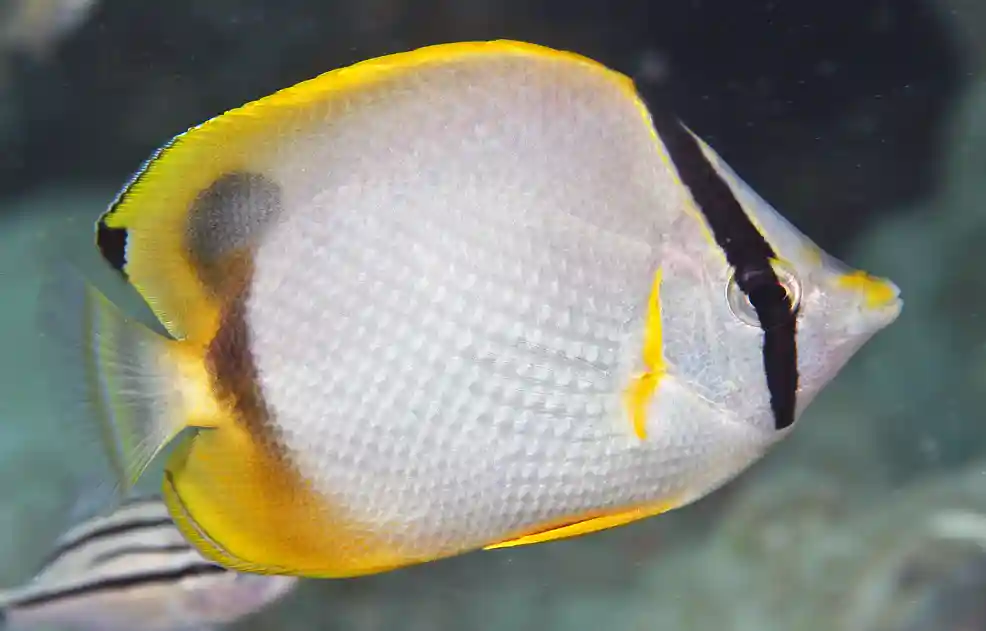 Spotfin Butterflyfish