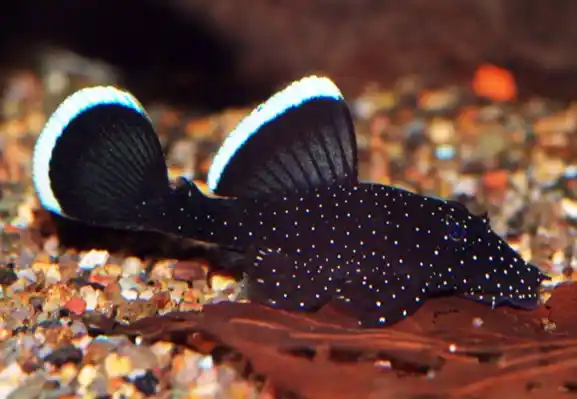 Starlight Bristlenose Pleco
