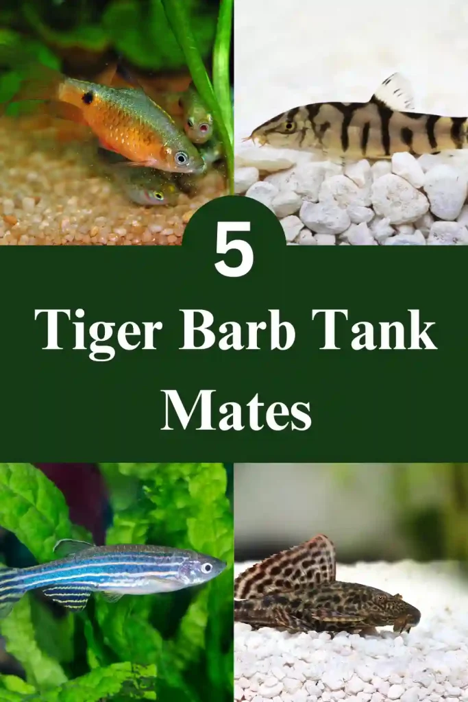 Tiger Barb Tank Mates